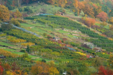 Weinberg-Wanderung